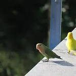 Villa Des Oiseaux