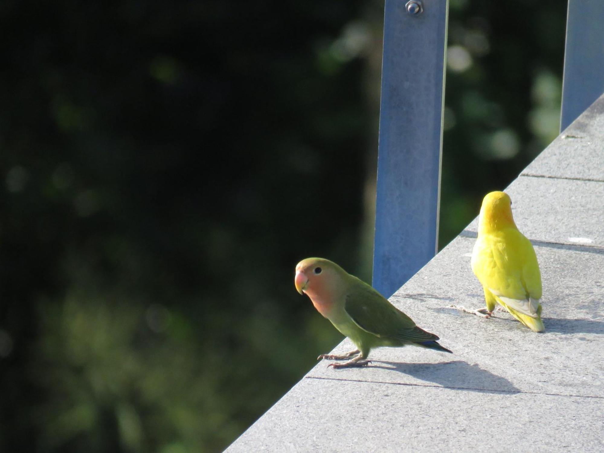 Des Oiseaux Villa